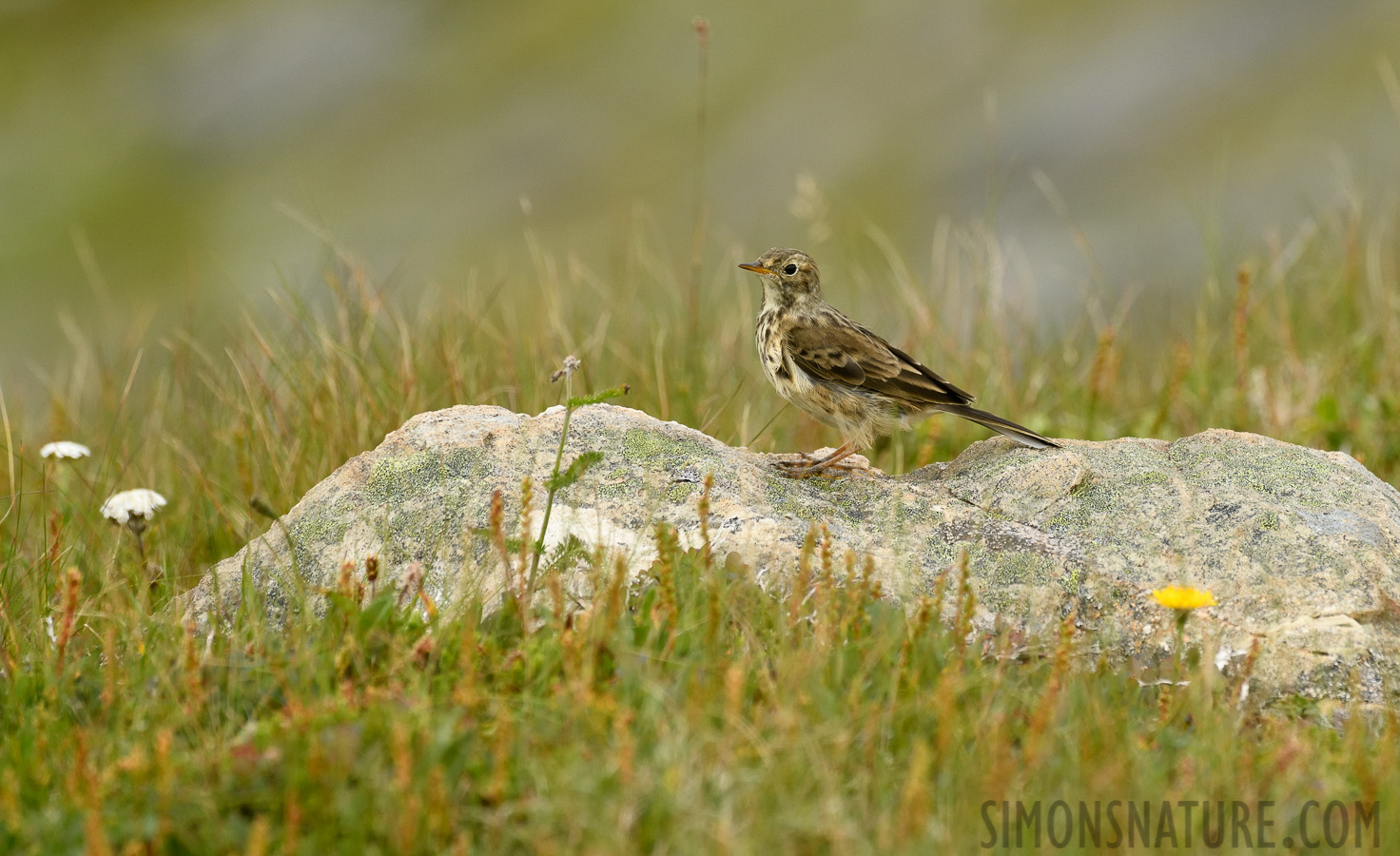 Anthus rubescens rubescens [400 mm, 1/1250 sec at f / 8.0, ISO 1000]